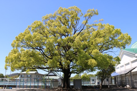 学校教育目標「ともに伸びる　いずみっこ」